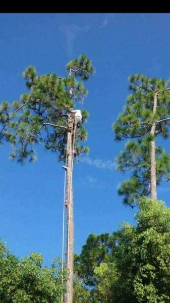 Professional Tree Care