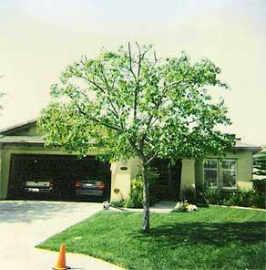 Arbor Age Tree Services