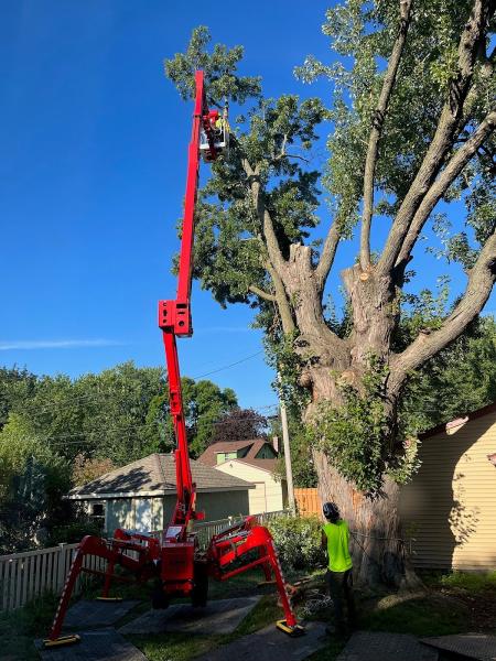 Birch Tree Care