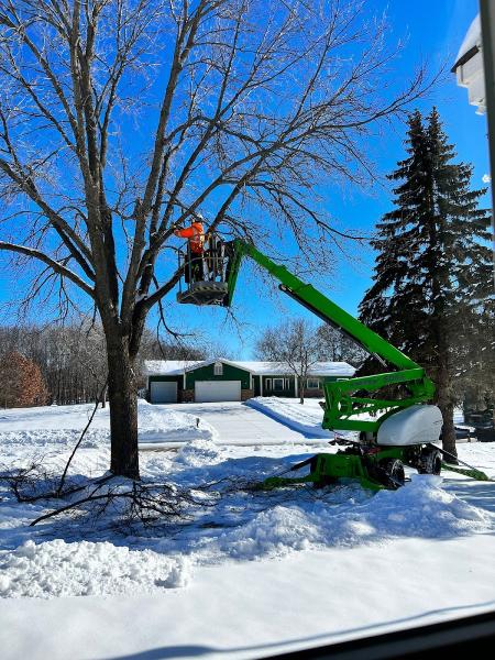 Birch Tree Care