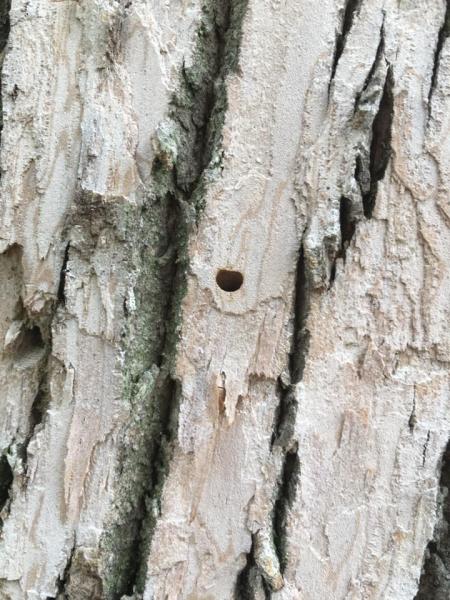 Diamond Edge Outdoor Management