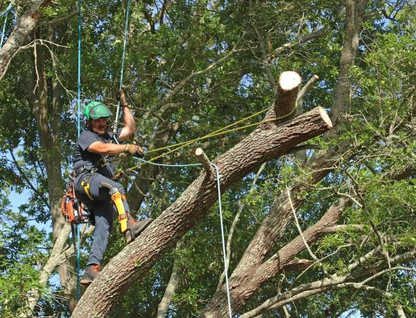 Precision Tree AND Land Services