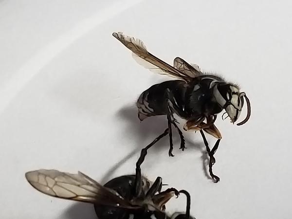 Westex Pest Management