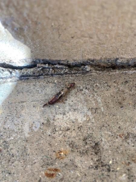 Left Coast Pest Solutions