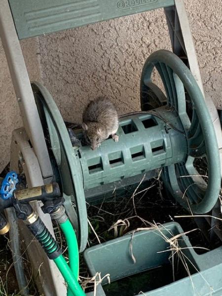 Left Coast Pest Solutions
