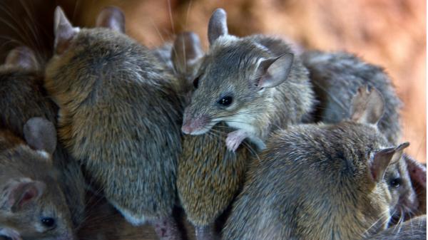 Miche Pest Control