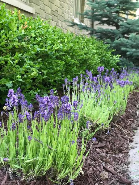 C & S Lawncare