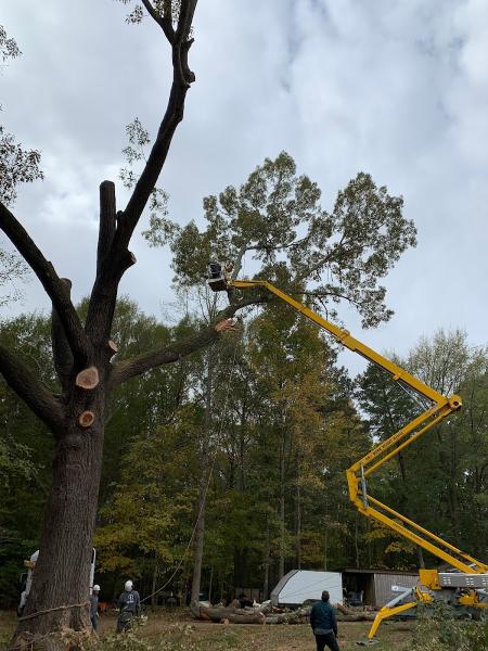 Hi Tree Service