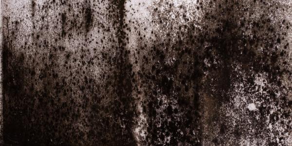 Indiana Mold Remediation