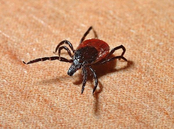 Titan Pest Services