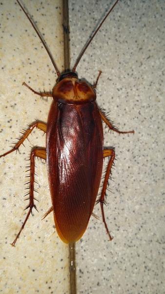 Titan Pest Services