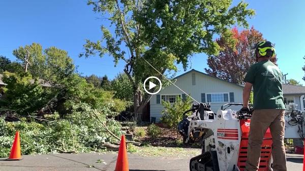 Alan Quality Tree Care