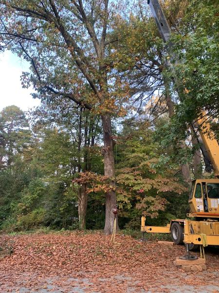 Stuarts Lawn and Tree Service
