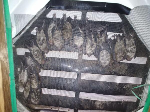 DMV Wildlife & Pest Solutions LLC