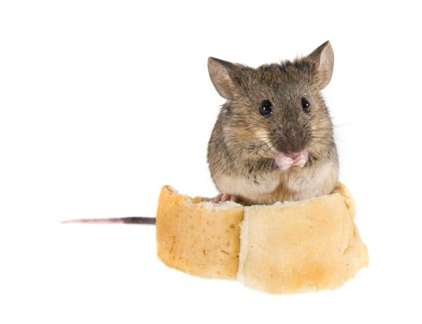 Villa Hills Pest Management
