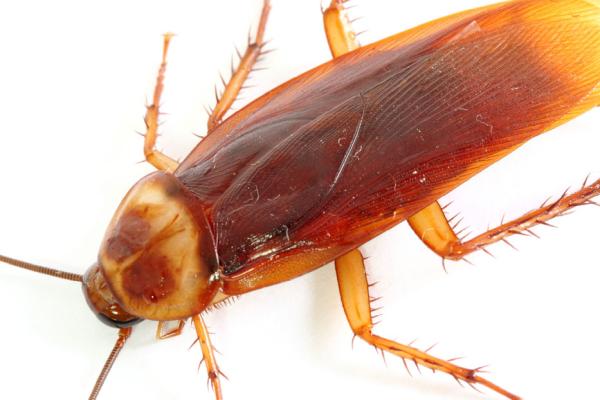 Villa Hills Pest Management