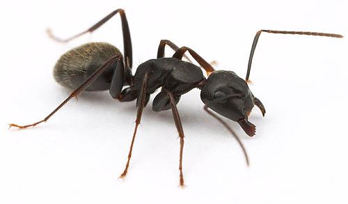Villa Hills Pest Management
