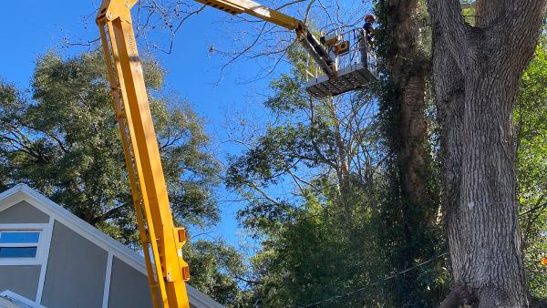 On Budget Tree Service