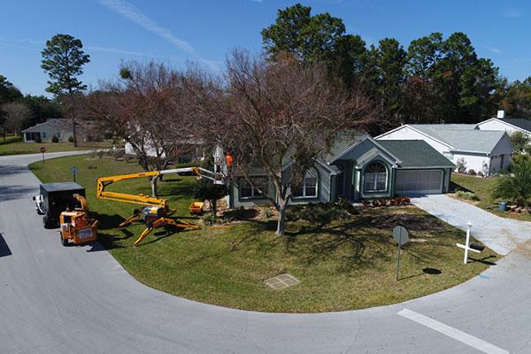 On Budget Tree Service