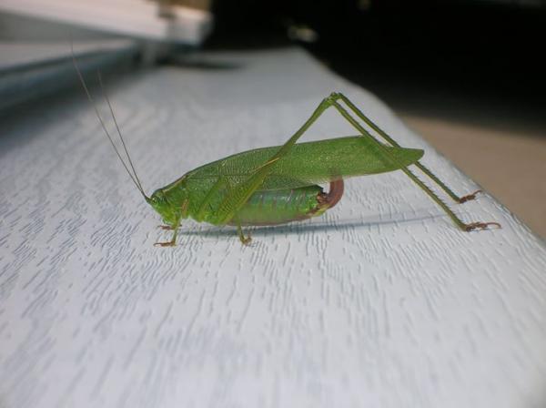 Ace Pest