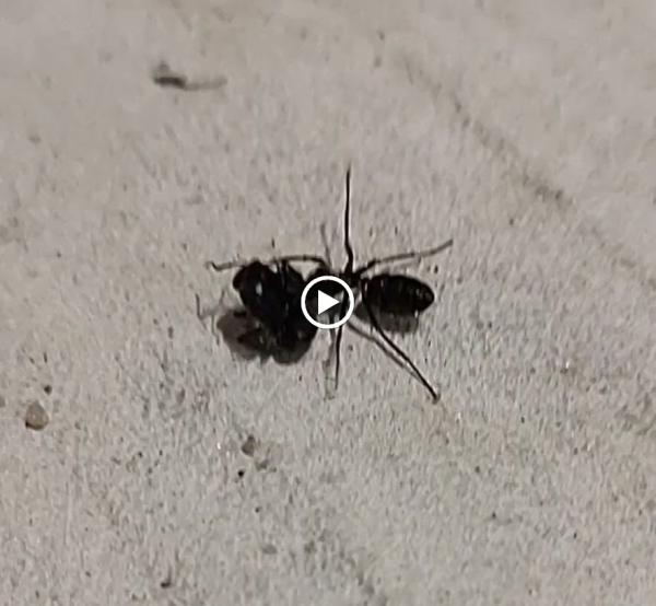 Ace Pest