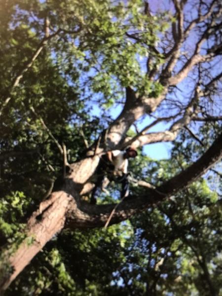 Martinez Tree Service