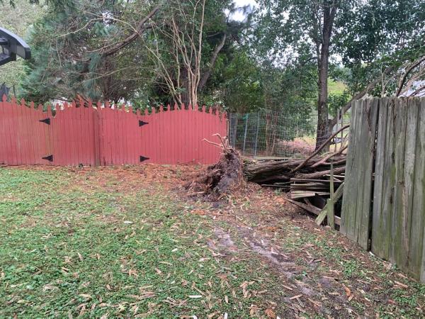 Phillips Family Tree Care