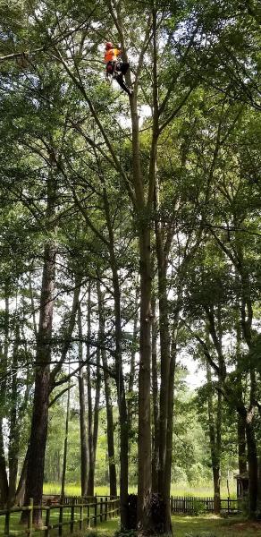 Phillips Family Tree Care