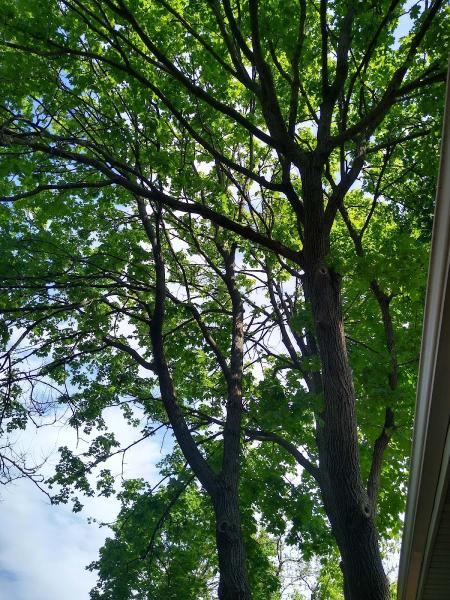 Chainsaws R. Us. Tree Service Inc