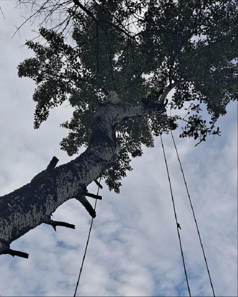 Danny's Tree Services LLC