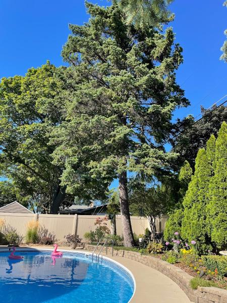 Danny's Tree Services LLC