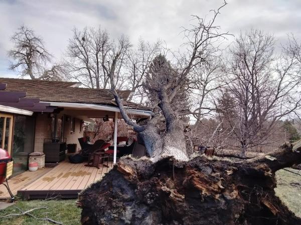 Schulhoff Tree & Lawn Care