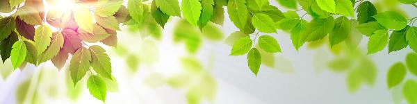 Gentle Touch Tree Service