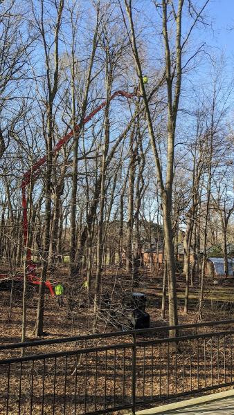 All American Tree Service