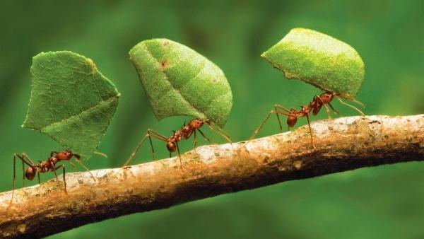 Wilton Exterminating Service