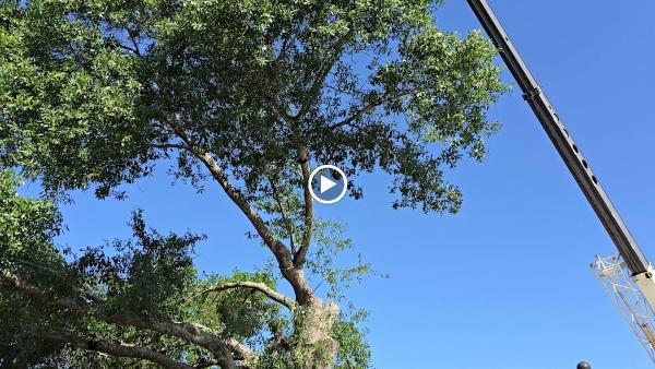 Jacob Gilliam Tree Care