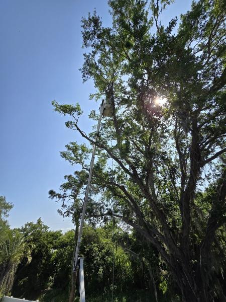 Jacob Gilliam Tree Care