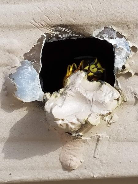 Ed's Dead Bug