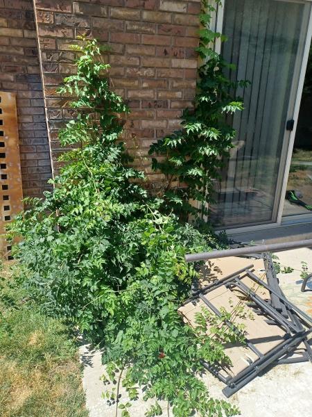 Singleton Landscaping Inc