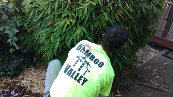 Bamboo Valley