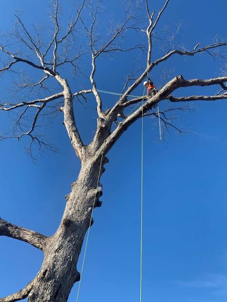 Liberty Tree Service