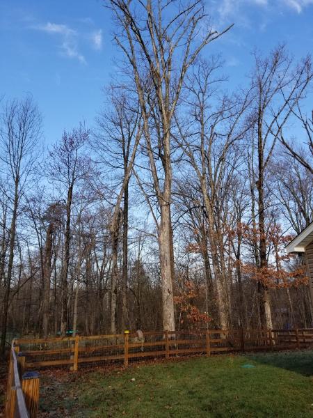 Liberty Tree Service