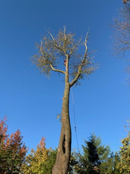 Liberty Tree Service