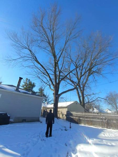 Da' Treeman Tree and Bush Removal (Black Owned)