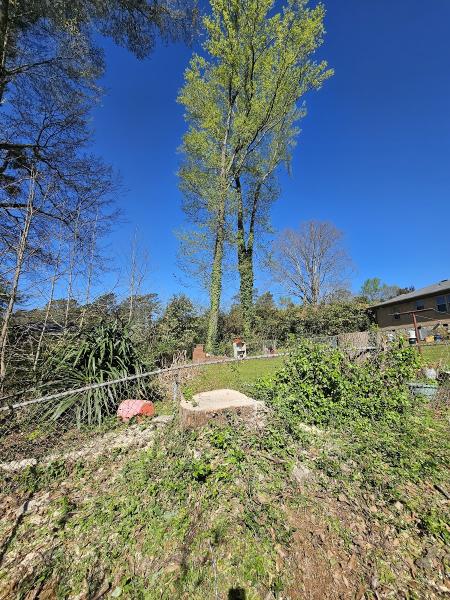 Southern Star Tree Services