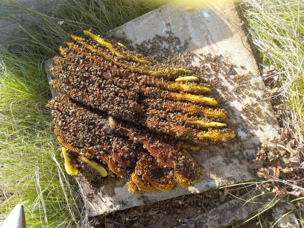 The Bee Guy Live Bee Removal and Wildlife Management.