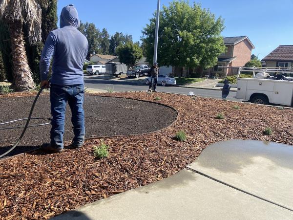Agave Landscaping