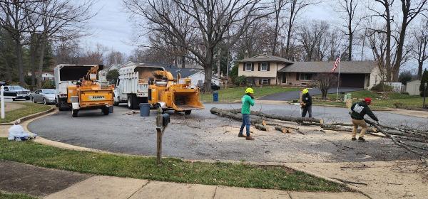 Lopez Tree Services