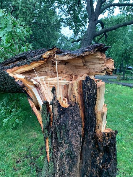 Eden Tree Service