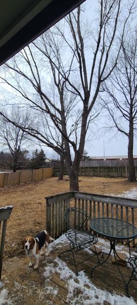 Eden Tree Service